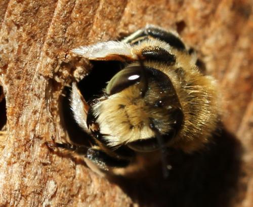 Megachile sp.